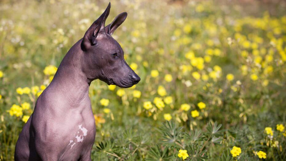 Mexican Hairless Medium Dog Breed Information Purina